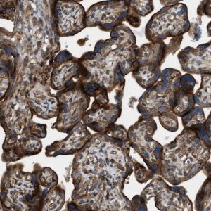 Anti-EGLN1 antibody produced in rabbit 