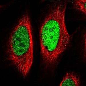 Anti-EGR1 antibody produced in rabbit 