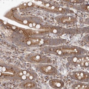 Anti-EGR3 antibody produced in rabbit 