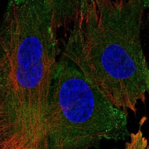 Anti-EHD1 antibody produced in rabbit 