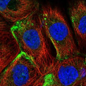 Anti-EHD2 antibody produced in rabbit 