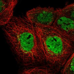 Anti-EHF antibody produced in rabbit 
