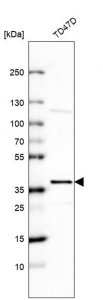 Anti-EHF antibody produced in rabbit 