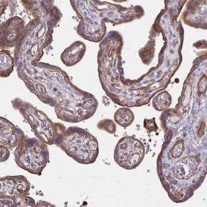 Anti-EID2B antibody produced in rabbit 