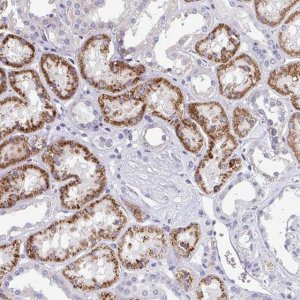 Anti-EIF1AD antibody produced in rabbit 