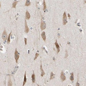 Anti-EIF1AX antibody produced in rabbit 