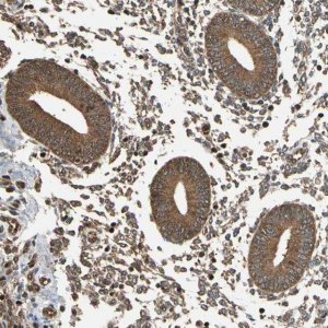 Anti-EIF1AX antibody produced in rabbit 