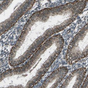 Anti-EIF2AK1 antibody produced in rabbit 