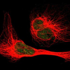 Anti-EIF2AK1 antibody produced in rabbit 