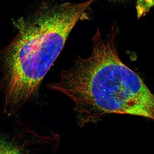 Anti-EIF2AK4 antibody produced in rabbit HPA011811-100UL