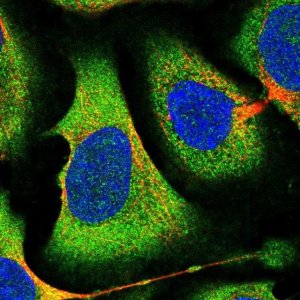 Anti-EIF2B1 antibody produced in rabbit 