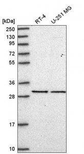 Anti-EIF2B1 antibody produced in rabbit 