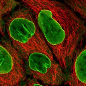 Anti-EIF2B4 antibody produced in rabbit 