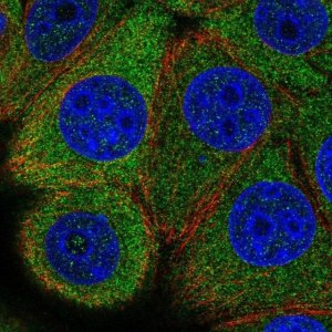 Anti-EIF2B5 antibody produced in rabbit 