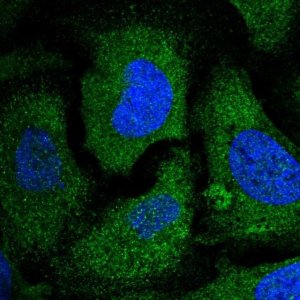 Anti-EIF2S2 antibody produced in rabbit 