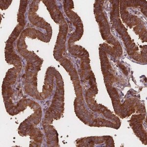 Anti-EIF3D antibody produced in rabbit 