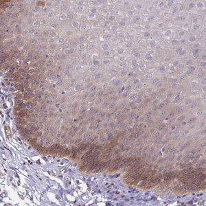 Anti-EIF3D antibody produced in rabbit HPA063330-100UL