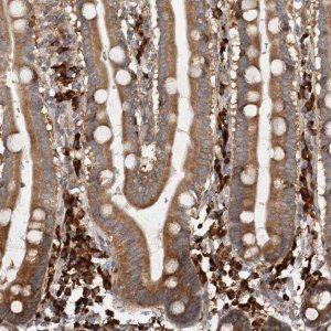 Anti-EIF3H antibody produced in rabbit 