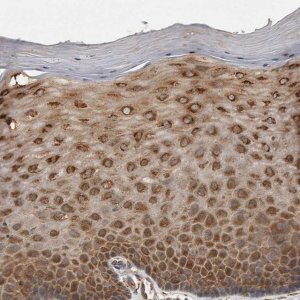 Anti-EIF3H antibody produced in rabbit 