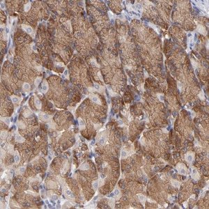 ANTI-EIF3L antibody produced in rabbit 