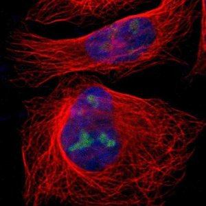 ANTI-EIF3L antibody produced in rabbit 