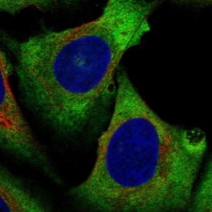 Anti-EIF4A2 antibody produced in rabbit 