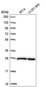 Anti-EIF4E antibody produced in rabbit 