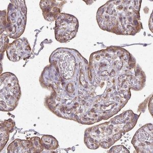 Anti-EIF4EBP2 antibody produced in rabbit 