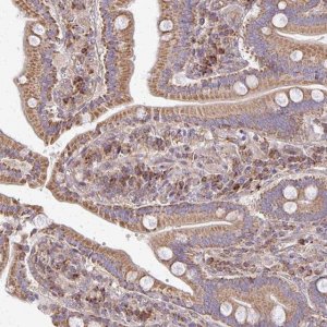 Anti-EIF4EBP2 antibody produced in rabbit 
