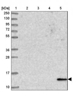 Anti-EIF4EBP3 antibody produced in rabbit 