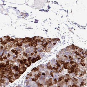 Anti-EIF5A antibody produced in rabbit 