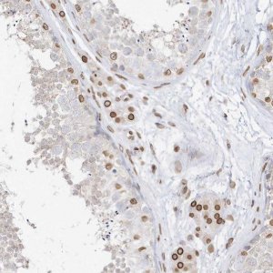 Anti-EIF5A2 antibody produced in rabbit 