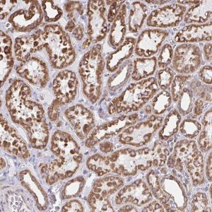 Anti-ELAVL1 antibody produced in rabbit 
