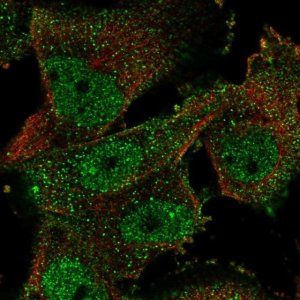 Anti-ELAVL4 antibody produced in rabbit 