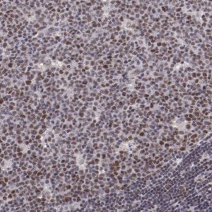 Anti-ELF1 antibody produced in rabbit 