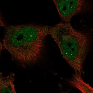 Anti-ELF4 antibody produced in rabbit 