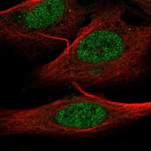 Anti-ELFN1 antibody produced in rabbit 
