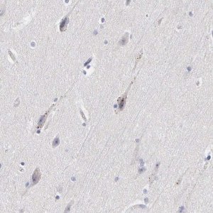 ANTI-ELFN2 antibody produced in rabbit 