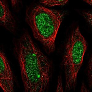 Anti-ELK1 antibody produced in rabbit 