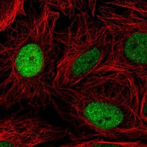Anti-ELL2 antibody produced in rabbit 
