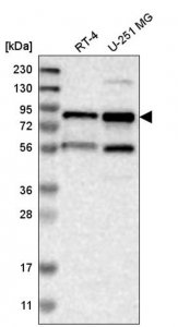 Anti-ELL2 antibody produced in rabbit 