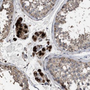 Anti-ELMO3 antibody produced in rabbit 