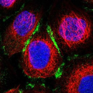 Anti-ELMO3 antibody produced in rabbit 