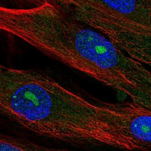 Anti-ELMOD2 antibody produced in rabbit 