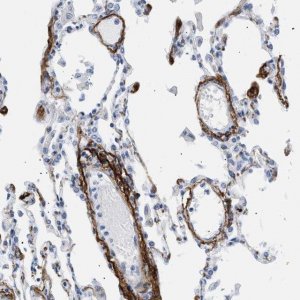 Anti-ELN antibody produced in rabbit 
