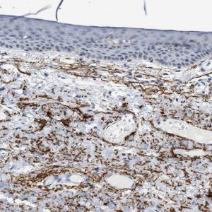 Anti-ELN antibody produced in rabbit 
