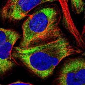 Anti-ELOF1 antibody produced in rabbit 