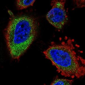 Anti-ELOVL5 antibody produced in rabbit 