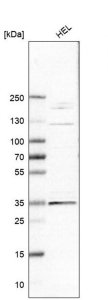 Anti-ELOVL7 antibody produced in rabbit 
