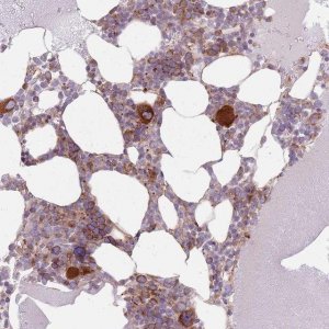 Anti-EMC1 antibody produced in rabbit 